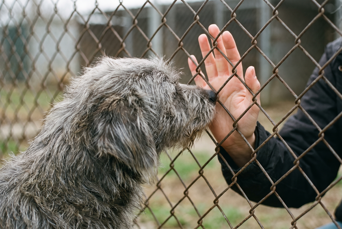 Not everyone can take him home. But everyone can do something.