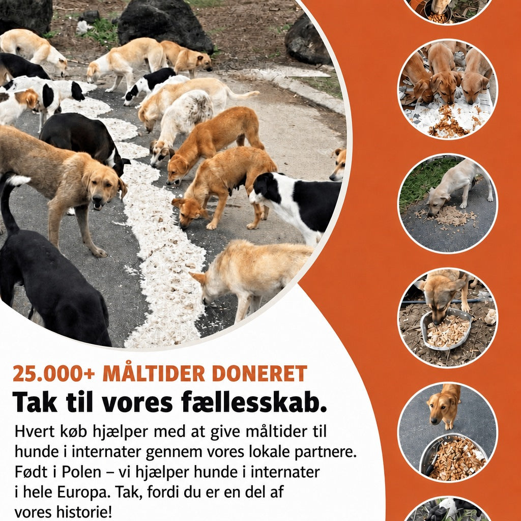 25.000+ måltider doneret – født i Polen, vi hjælper hunde i internater i hele Europa