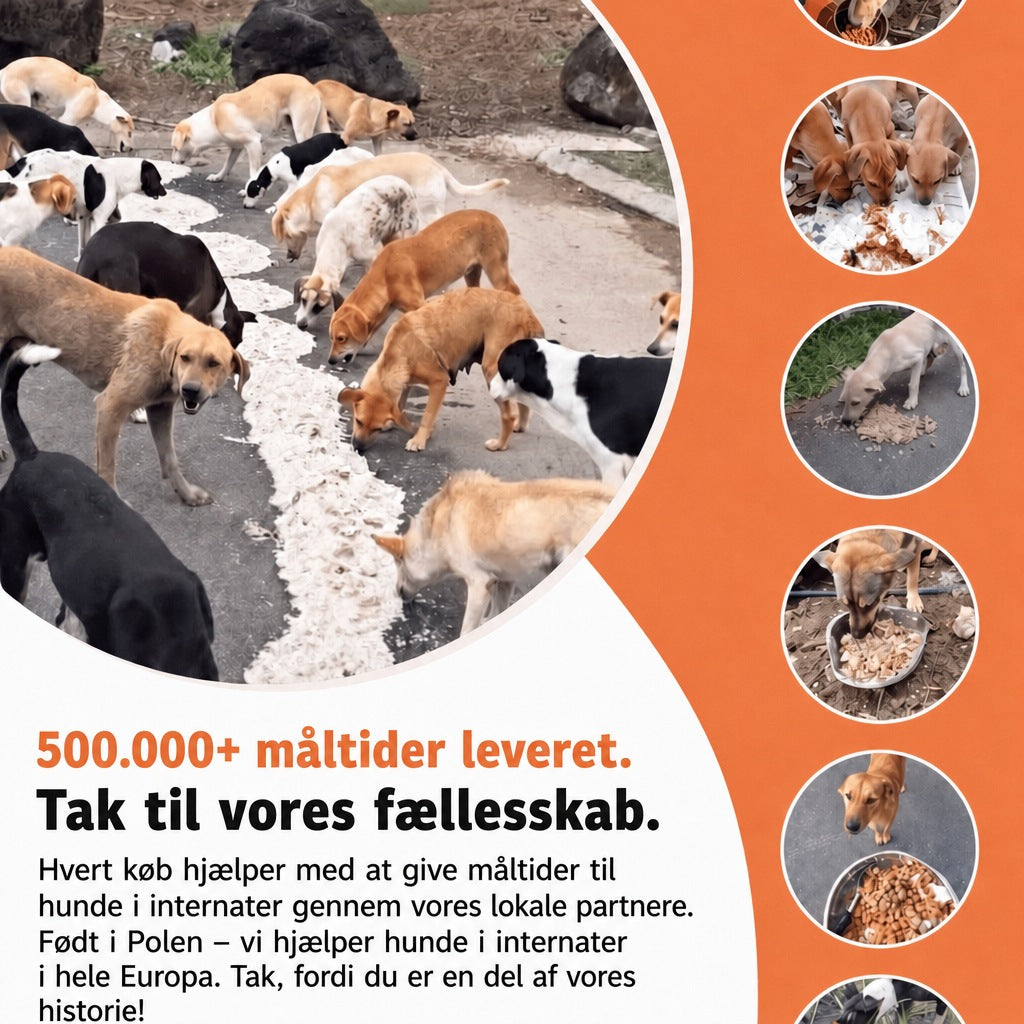Miyuki-armbånd Marina – 500.000+ måltider leveret, født i Polen, vi hjælper hunde i internater i hele Europa